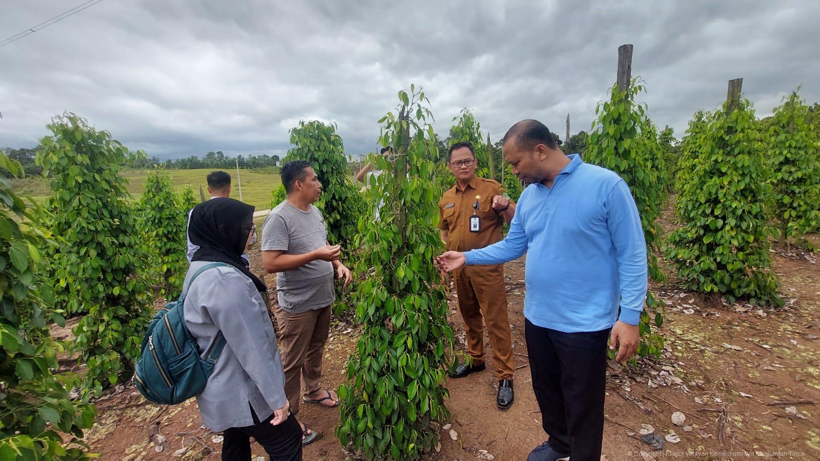 Kemenkum Kaltim Awasi Lada Malonan, Jaga Mutu IG Unggulan Kukar