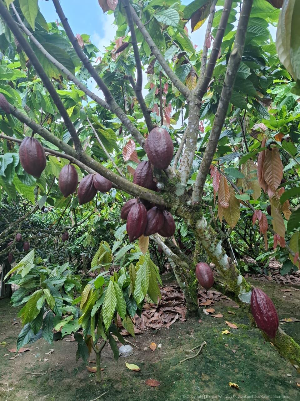 3. Pengawasan IG Kakao Berau